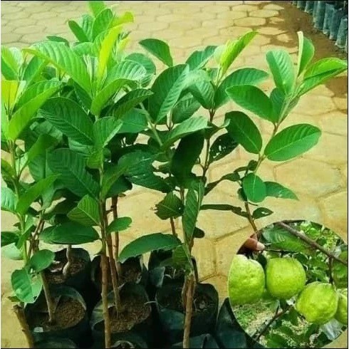 Bibit Jambu Kristal tanpa biji jambu kristal putih okulasi COD