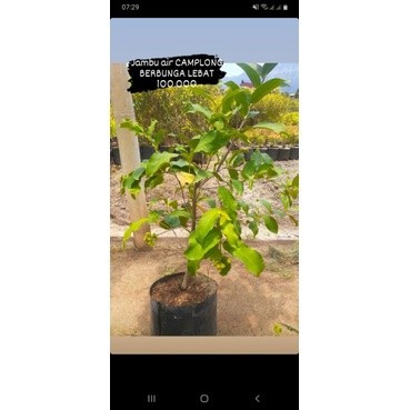 jambu air berbunga Batang besar