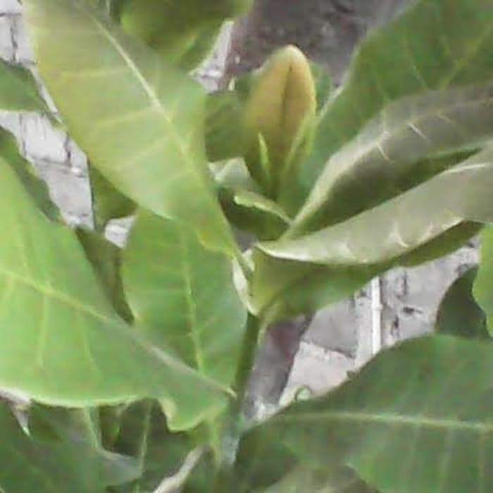 Daun jambu mete/jambu monyet