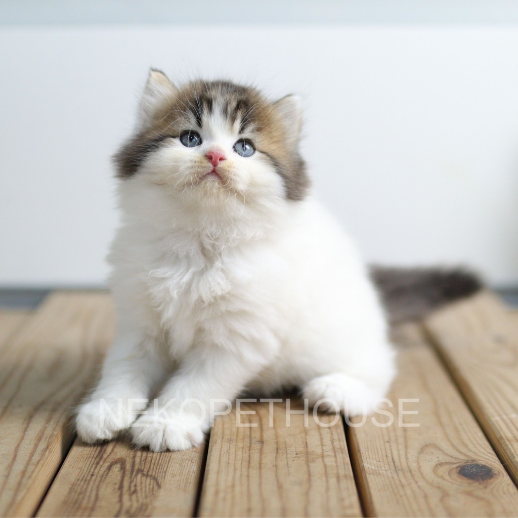 kucing kitten persia flatnose longhair 2.5 bulan betina
