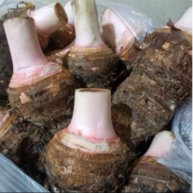 UBI TALAS BOGOR 1KG/TALAS BENTUL/ TALAS KETAN BOGOR PULEN/TALAS PULEN/TALAS KETAN/TALES/BENTOL/TALAS