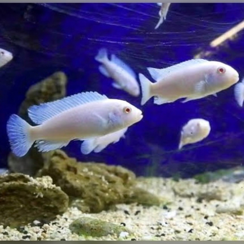 SNOW WHITE ( ISI 10  )IKAN HIAS SNOW WHITE CICHLID / IKAN LEMON KECIL CICHLID / IKAN HIAS AQUARIUM A