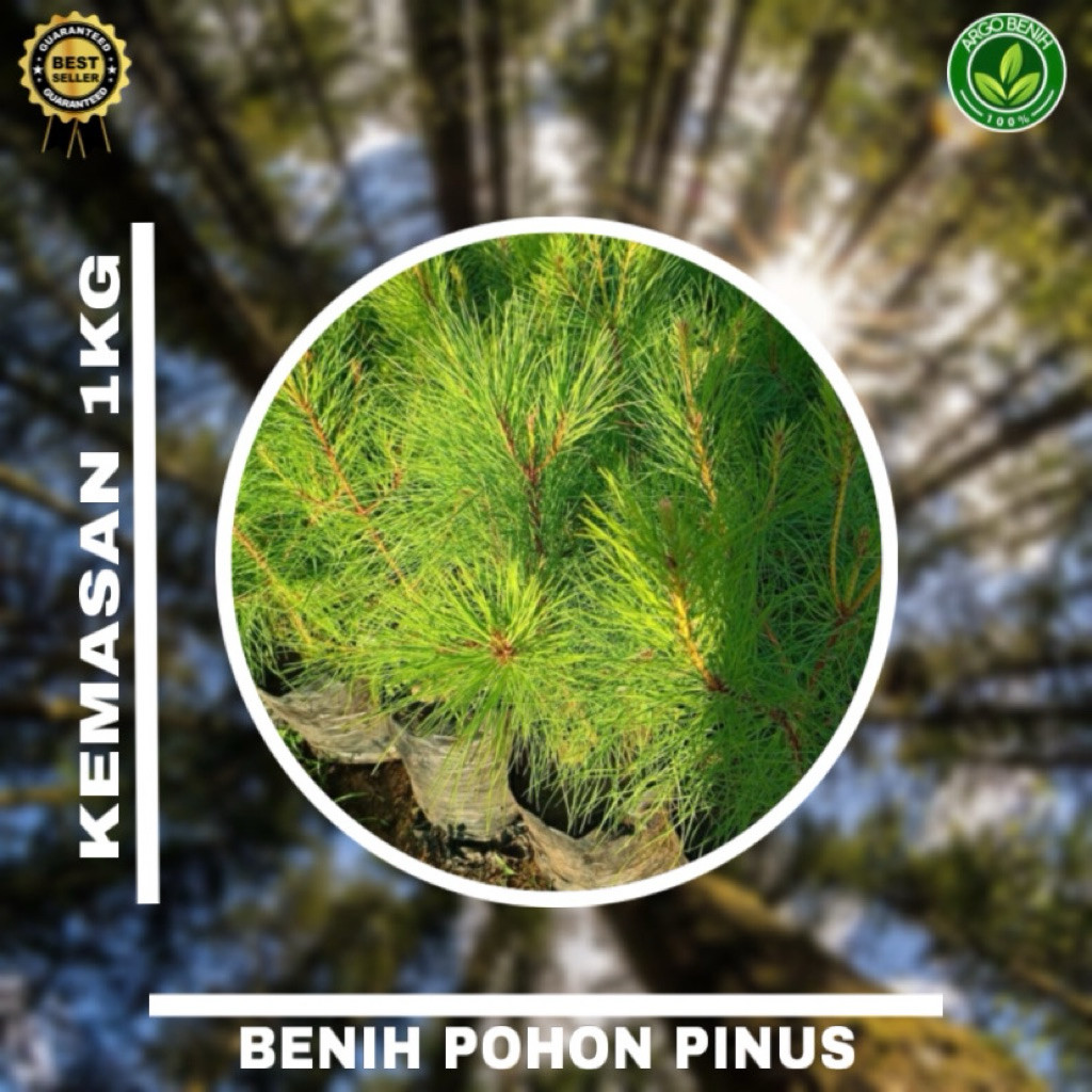 Benih Biji Pohon Pinus Merkusii 1kg siap semai Biji Tanaman Pinus Merkusii - BONUS 100 GRAM