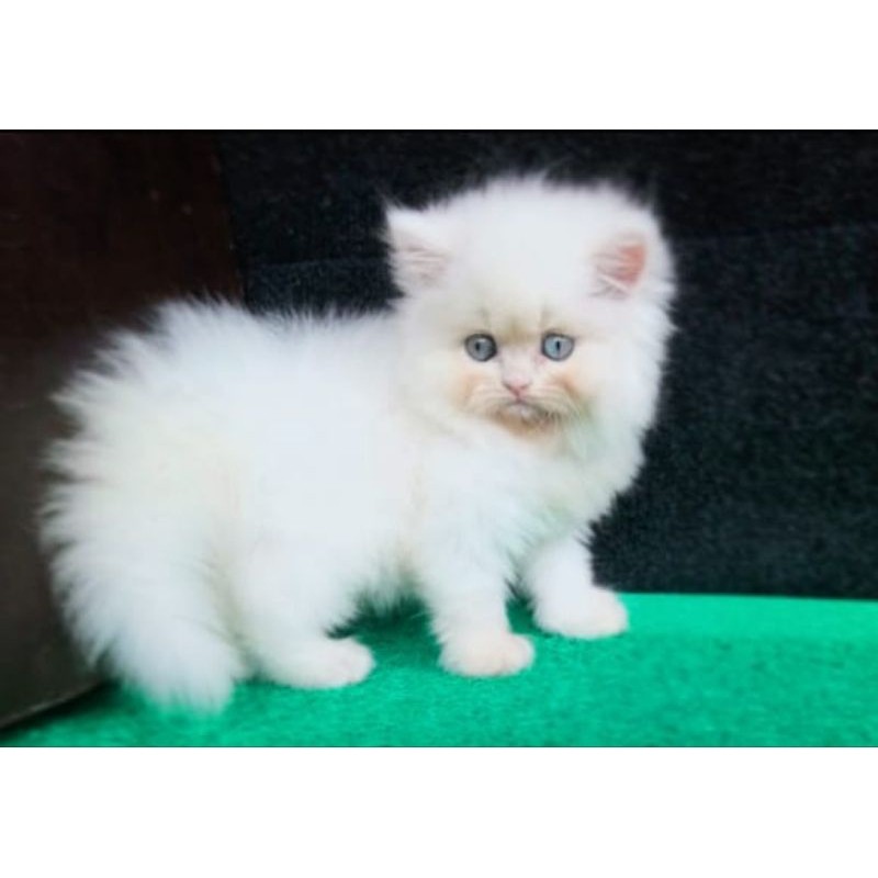 kucing flatnose munckin blue eyes