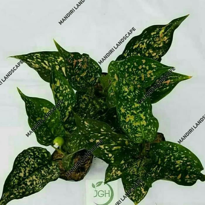 Bunga Aglonema Ruby Pink - Tanaman Hias Aglaonema Pink Ruby