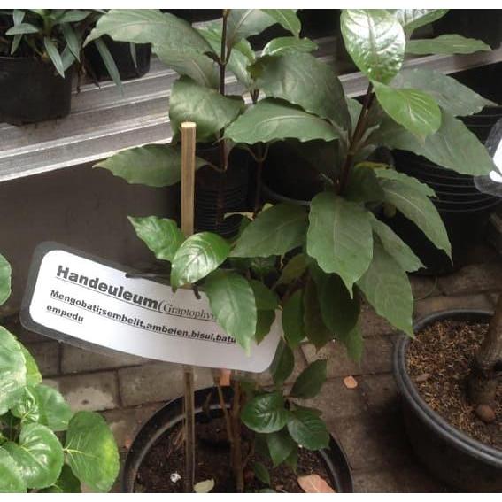 Baru Daun Ungu Daun Handeuleum Perhelai Obat Wasir Obat Ambeyen