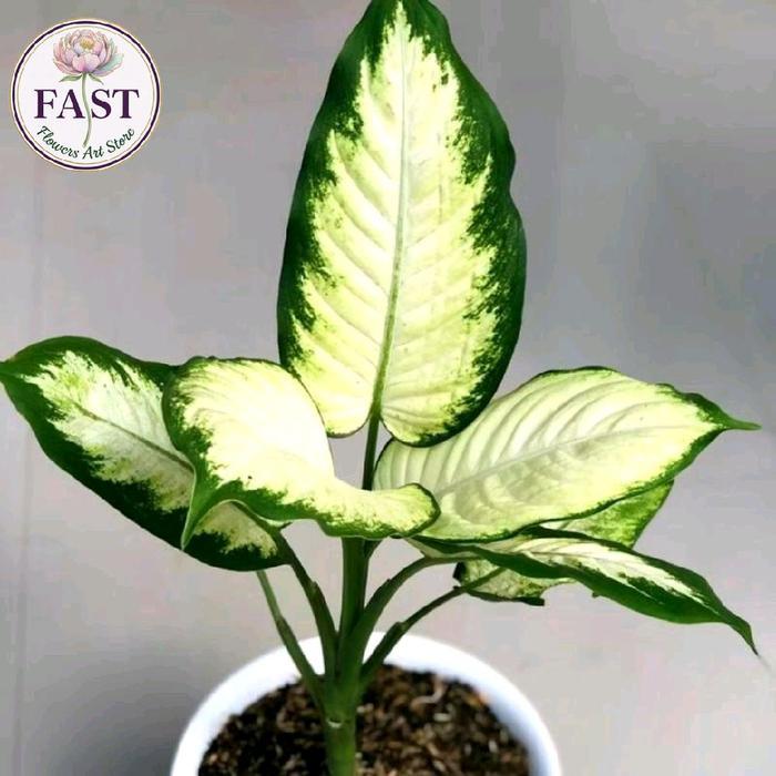 Tanaman hias aglonema tisu - Aglonema tisu lokal - murah