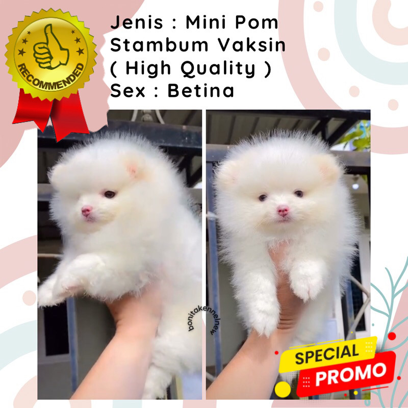 Anak Anjing Mini Pom Stambum Mini Pomeranian Jantan Betina