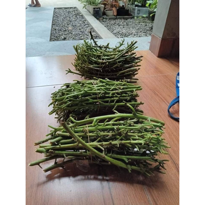 Entres alpukat kelud/subang valid harga tertera persatu entres