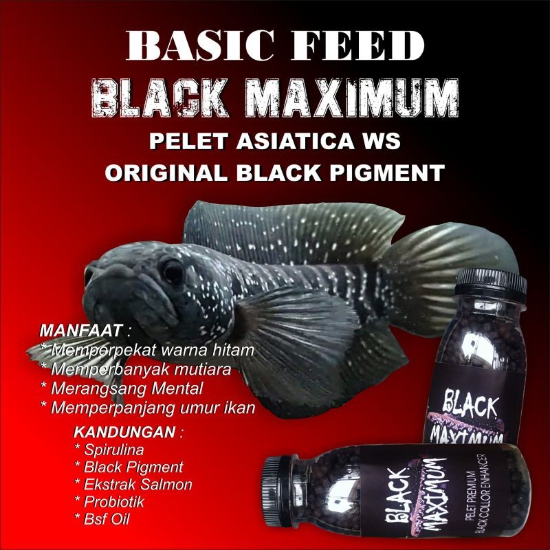 black maximum pelet asiatica WS Basic feed pelet ikan channa pakan ikan channa predator