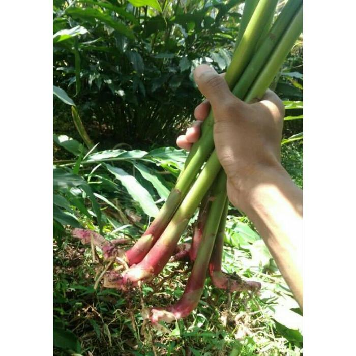 ISI 10 BIBIT KAPULAGA UNGGUL PusakaAlam