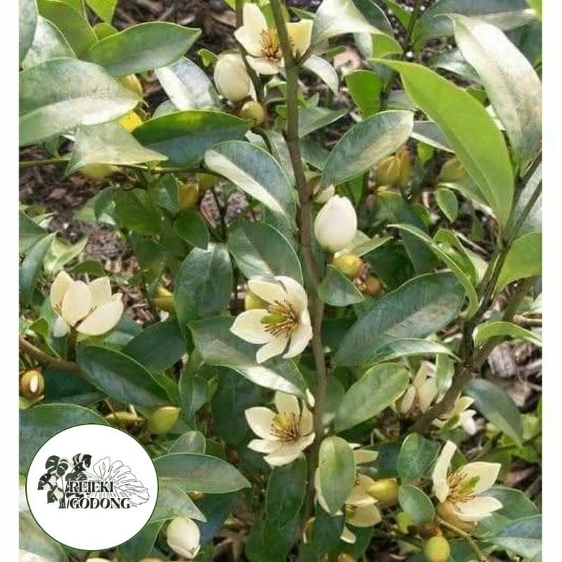 Bibit Tanaman Hias Bunga CEMPAKA MULYA-Bunga Cempaka Mulya