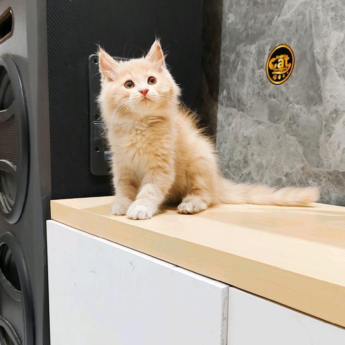 kucing persia maincone mainecoon