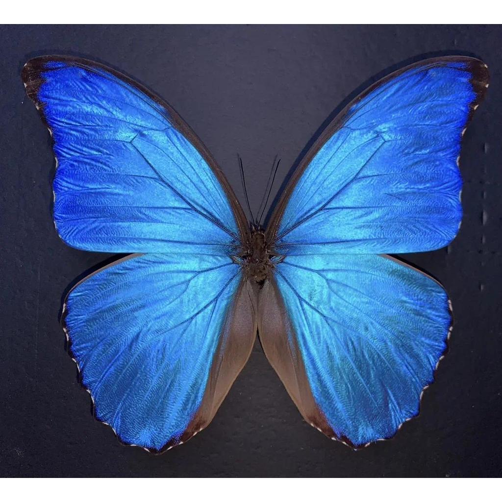 Morpho Menelaus Occidentalis Moroho us Real Butterfly Specimens Without Open Wings Entomologist ect 