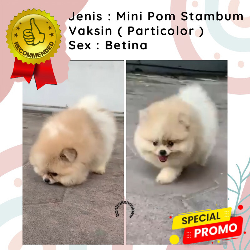 Anak Anjing Mini Pomeranian Stambum Jantan Mini Pom Snow White