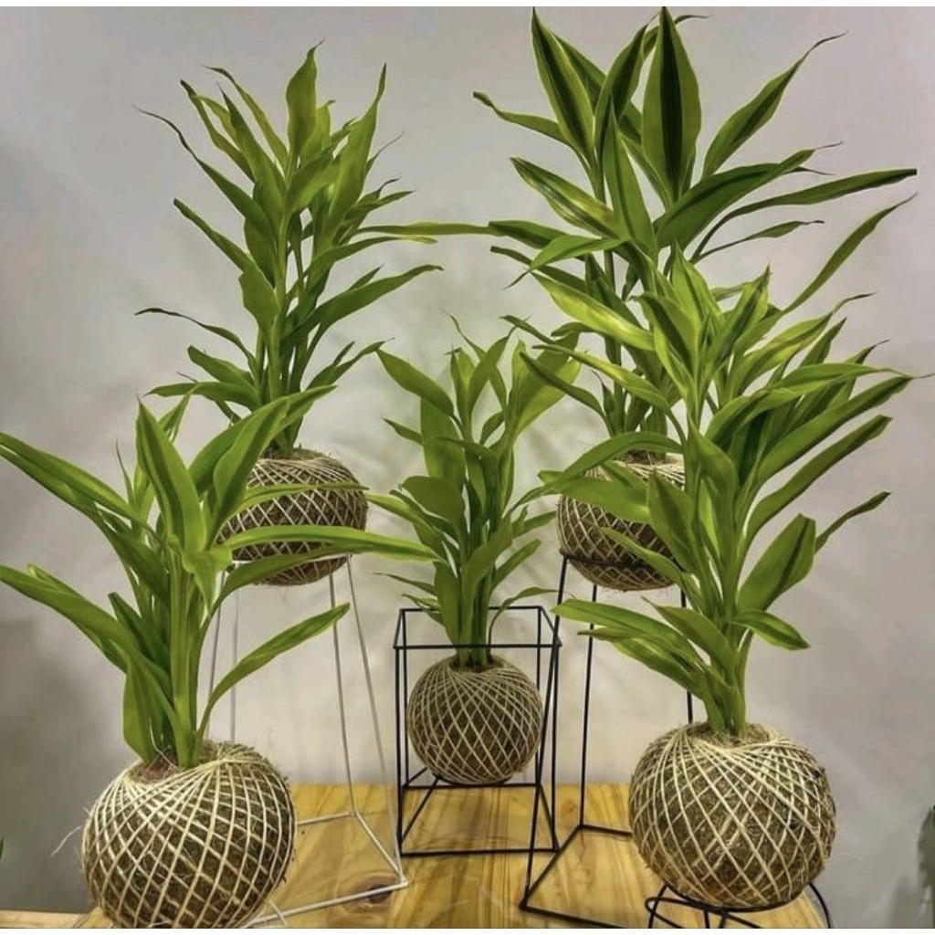 Pohon Sri Rejeki Kuning / Bambu Hoki Tanaman Hias Pohon Sri Rejeki