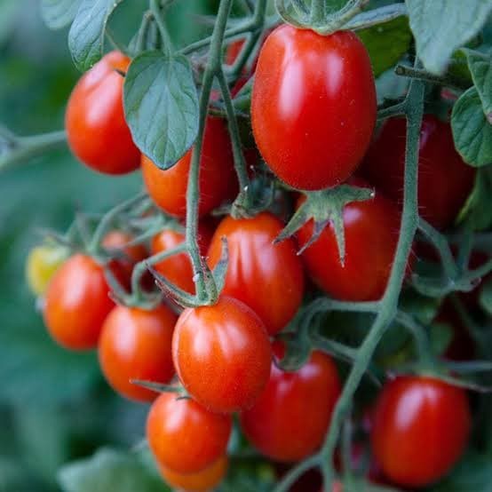 Benih Tomat Cherry Chung | Bibit Tomat Cherry Super