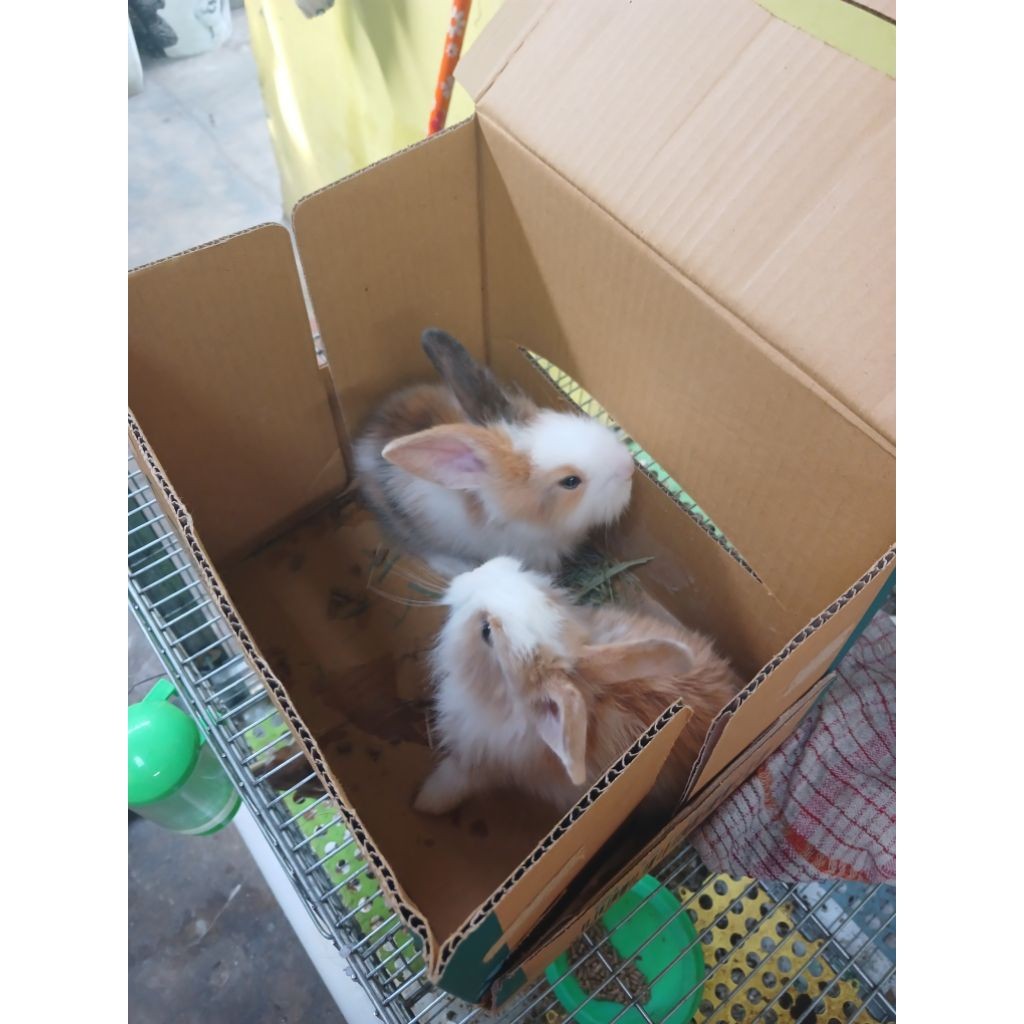 paket sepasang kelinci anggora lokal +kandang 47x30x30
