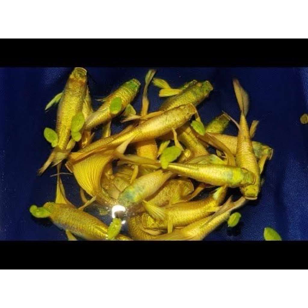 Guppy Gold Vietnam paket sepasang pair