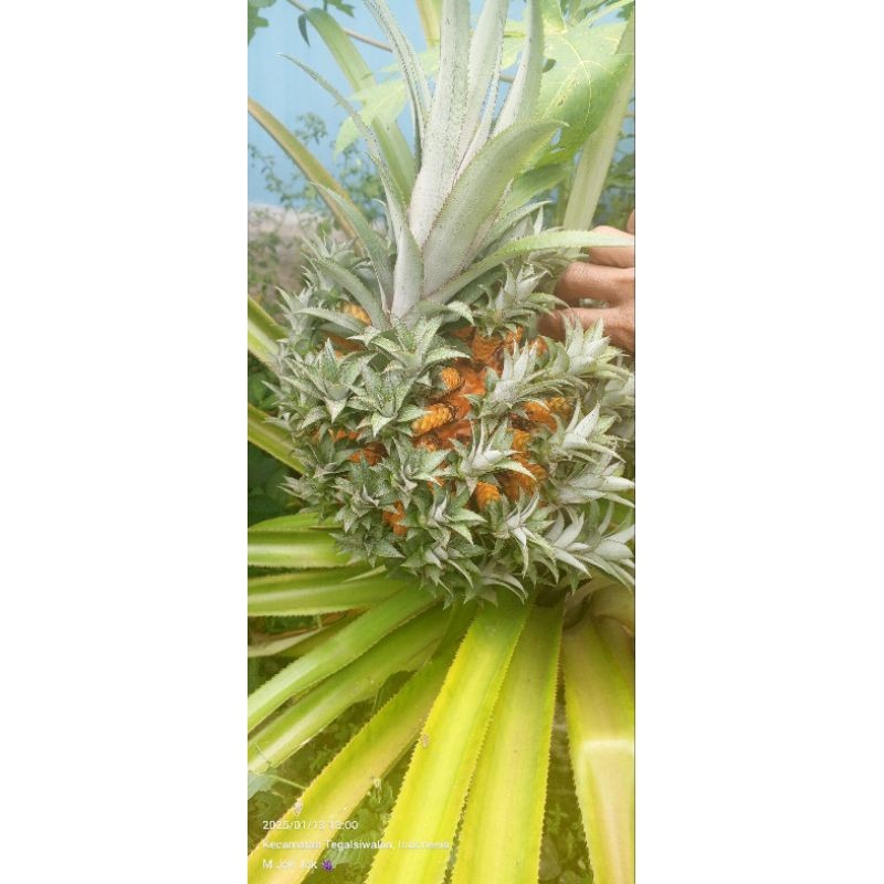 promo'' Bibit Nanas Medusa atau nanas mahkota valid