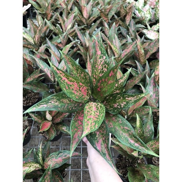 Aglaonema Ruby kirana (COD)