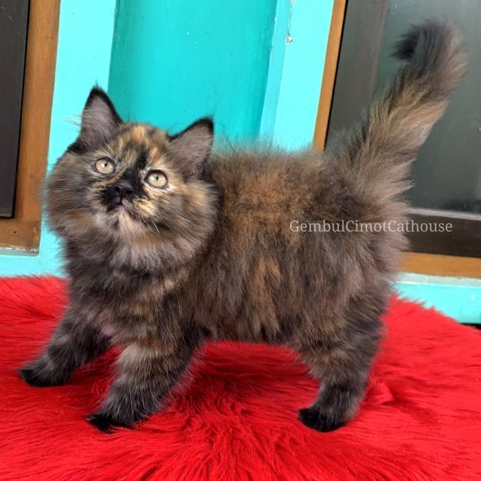 Kucing Kitten Persia Bigbone usia 3 bulan