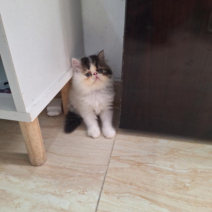 kucing kitten persia peaknose