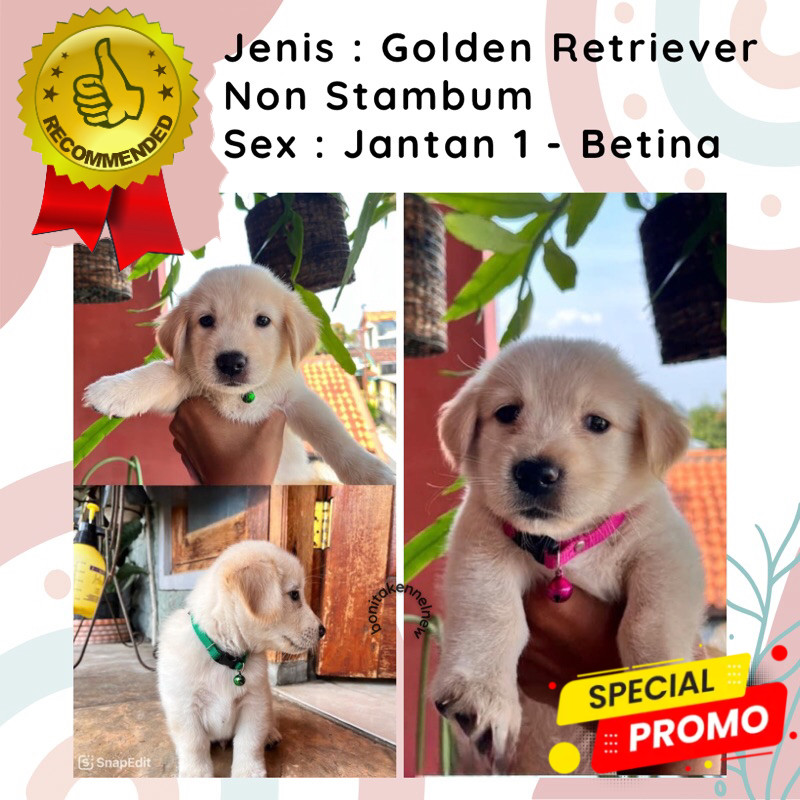 Anak Anjing Golden Retriever Non Stambum Jantan Betina Big Bone