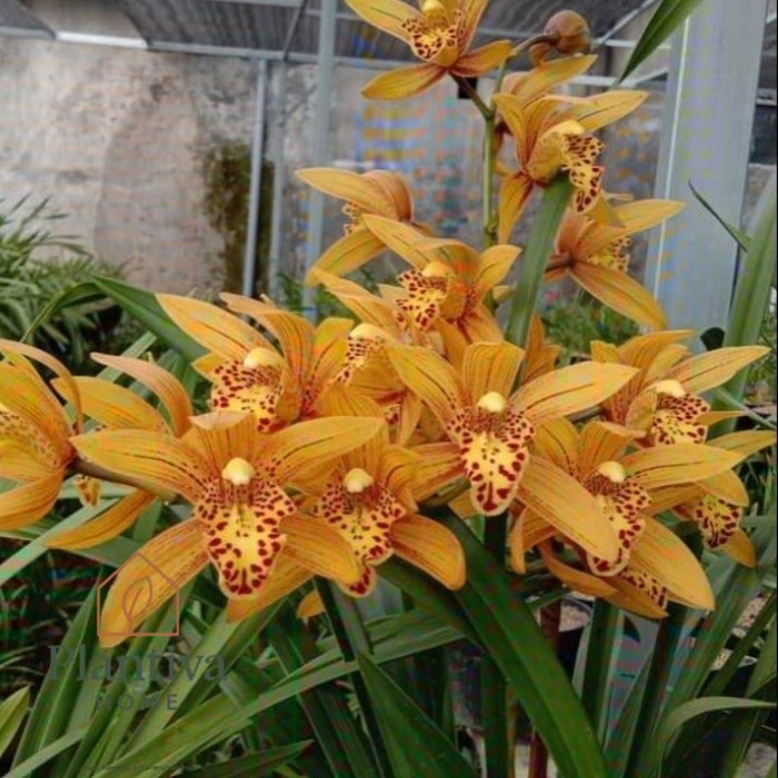 Anggrek Tanah Goldenboy Coklat Golden Tiger Import Terbaru