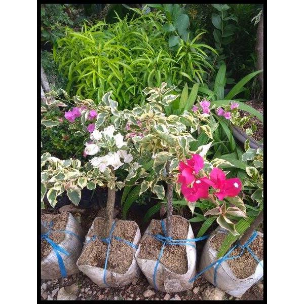 bugenfil 3 warna batanh jumbo ukuran 40-60cm