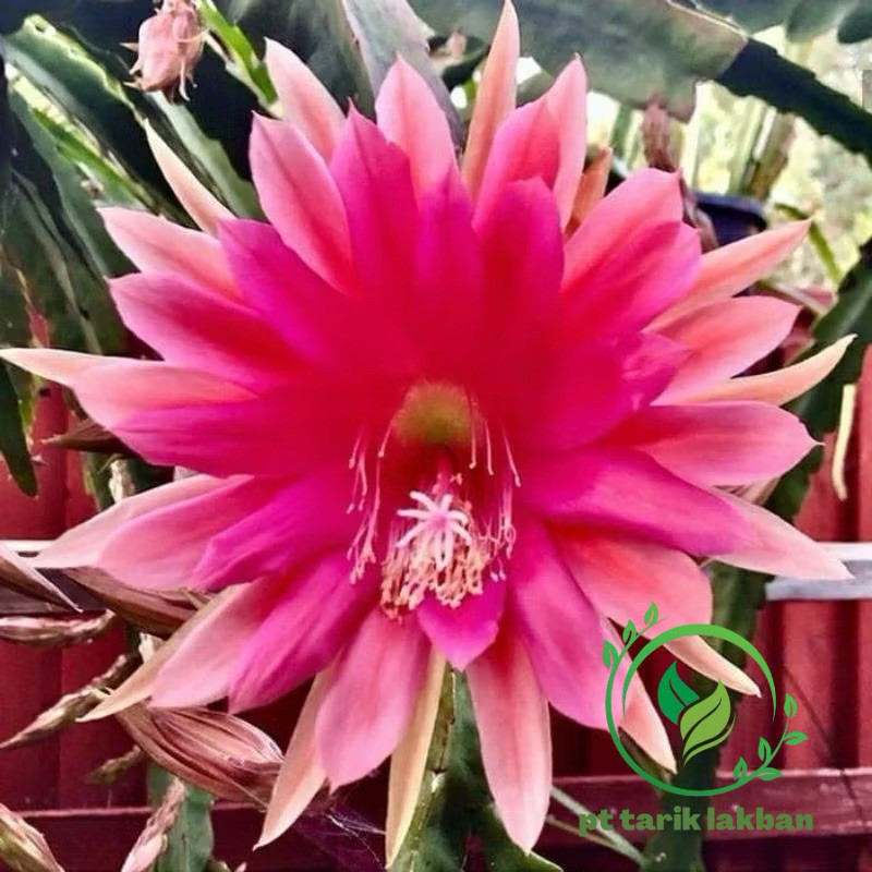 TERLARIS tanaman hias Wijaya Kusuma bunga merah pink / Wijaya Kusuma