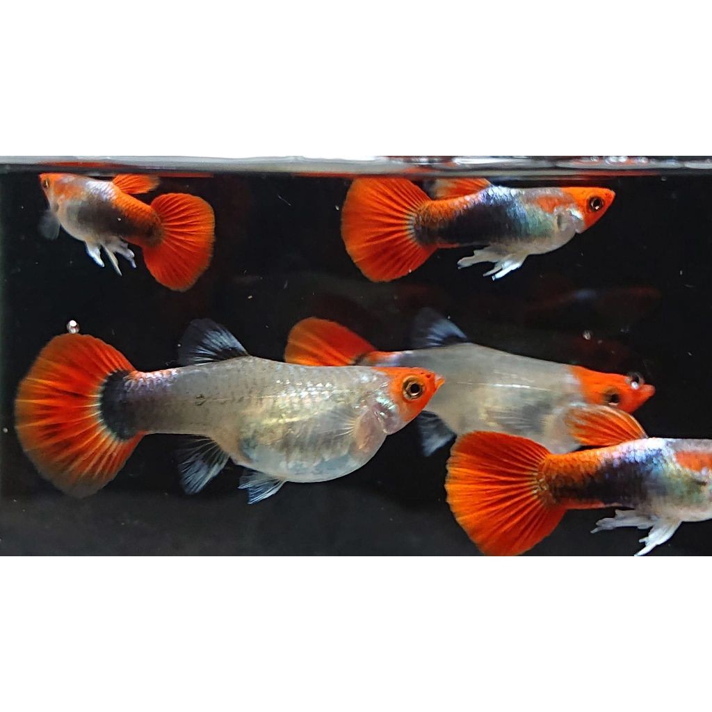 Hiasan Aquarium Guppy Tuxedo Koi gupi Ikan Sepasang Indukan