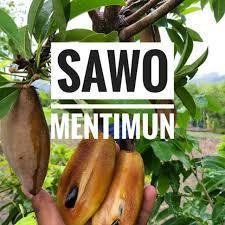 Bibit Buah | Sawo Mentimun |Bibit Cangkok I jaminan cepat Berbuah