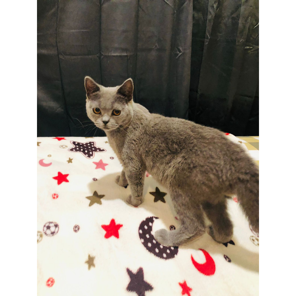 Lepas adopsi Kucing kitten british short hair (bsh)