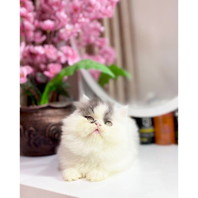 kucing Persia gembul