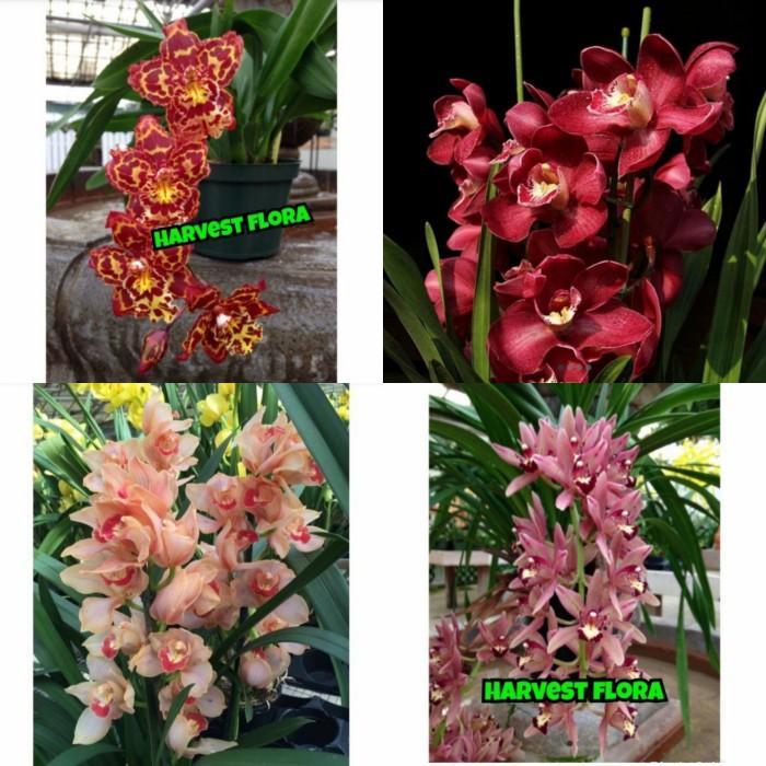 Tanaman hias 4 paket jenis tanaman anggrek tanah