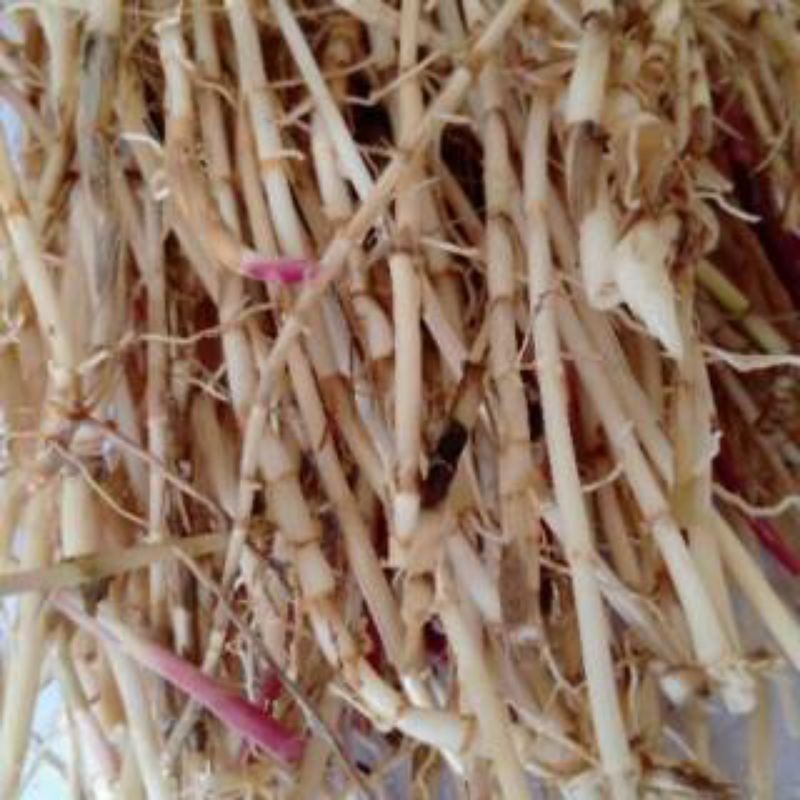 Akar Alang alang segar 250gr ilalang Alangalang /Akar Alang-alang fresh / akar alangalang buat obat 