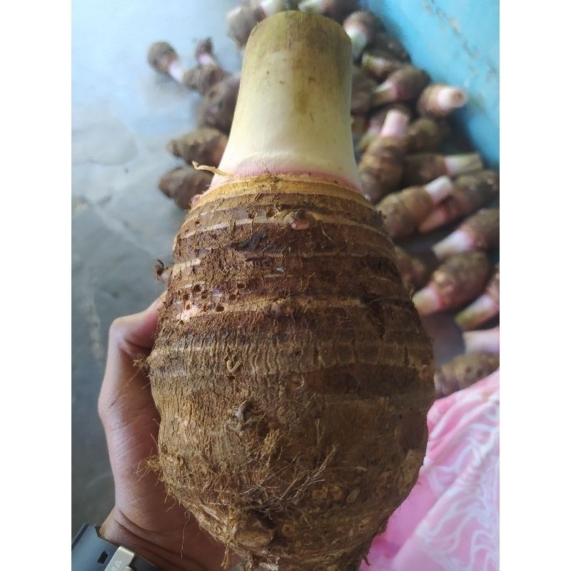 UMBI TALAS JUMBO / TALAS PRATAMA 2 (1KG)