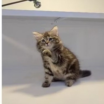 kucing persia hitam tabby jantan bisa cod