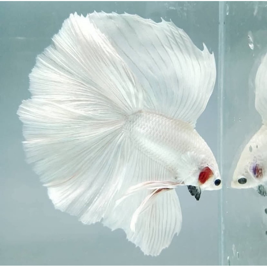 cupang halfmoon white platinum putih bersih hmwp ekor lebar, jantan galak kualitas terbaik bagus
