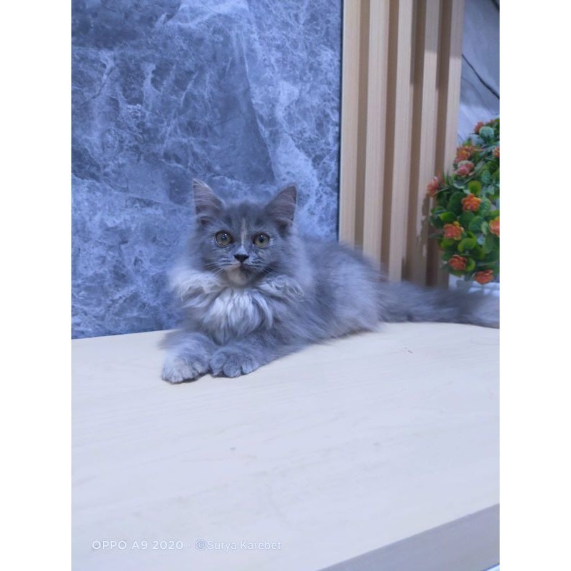 kucing Persia maincone norwegian