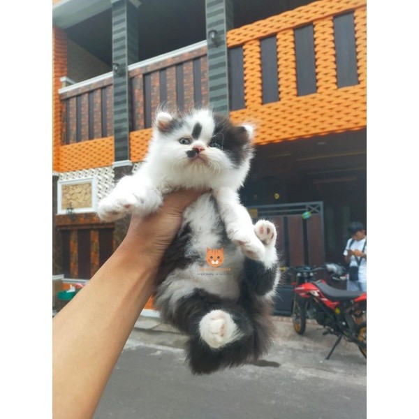 kucing Persia flatnose pendek super bigbone