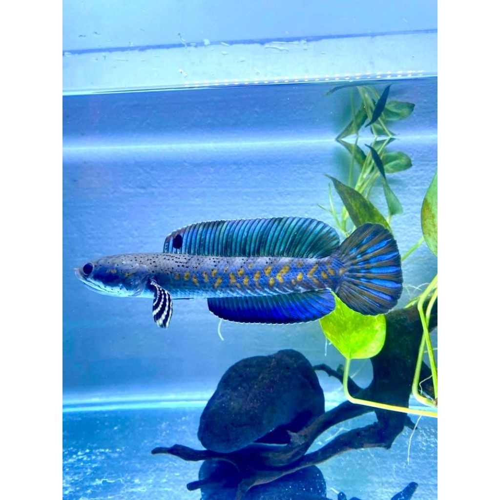 Blue pulchra 8-10 cm full dot dan yellow spot+Air