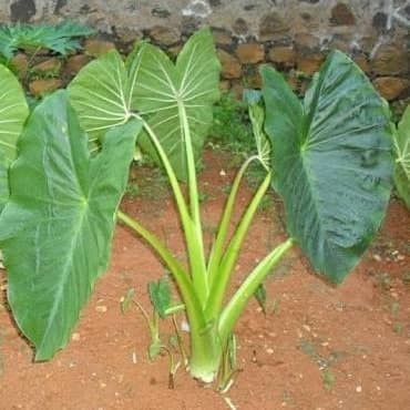 benih talas satoimo raedy stok