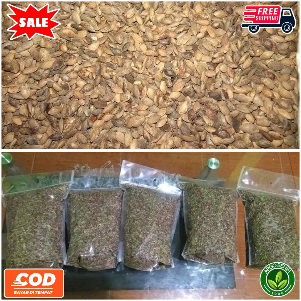 Benih Biji Pohon Pinus Merkusii 1kg siap semai Biji Tanaman Pinus Merkusii - BONUS 100 GRAM