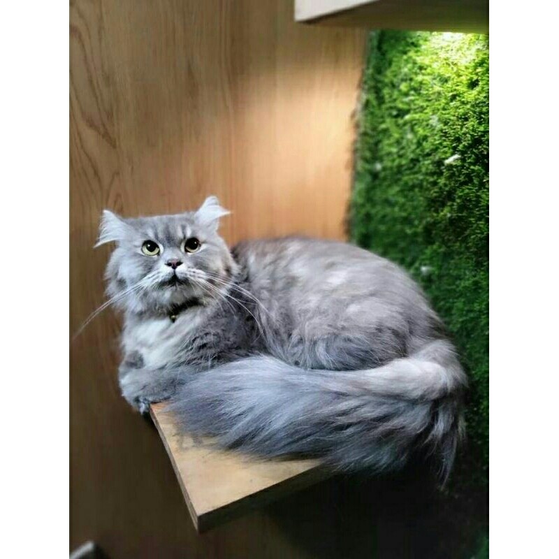 kucing persia flatnose betina 1thn (hamil)