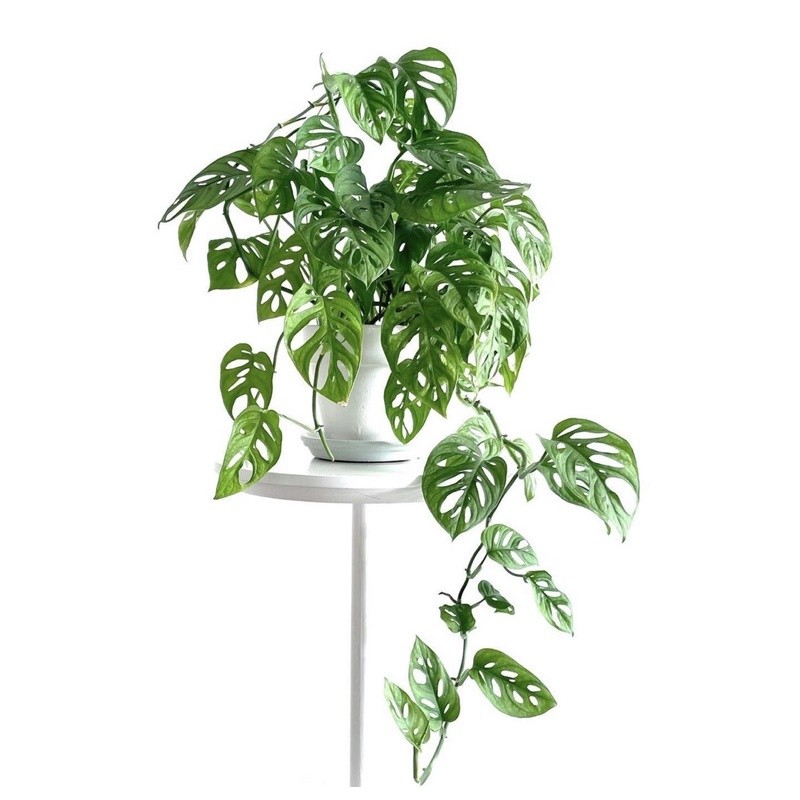 (BISA COD)Tanaman hidup janda bolong monstera obliqua adansonii-tanaman hidup-(tanaman gantung hidup