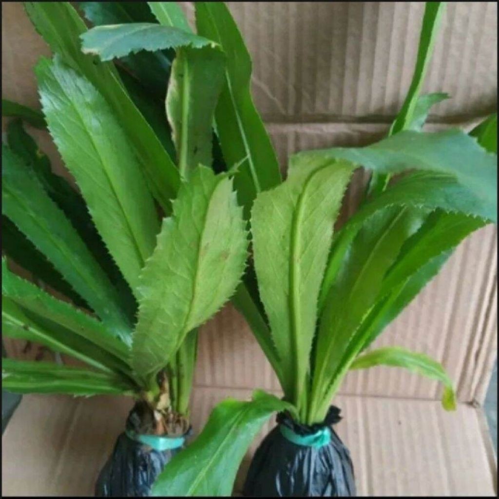 Bibit walang sangit - walang China - campuran esen alami ikan nila