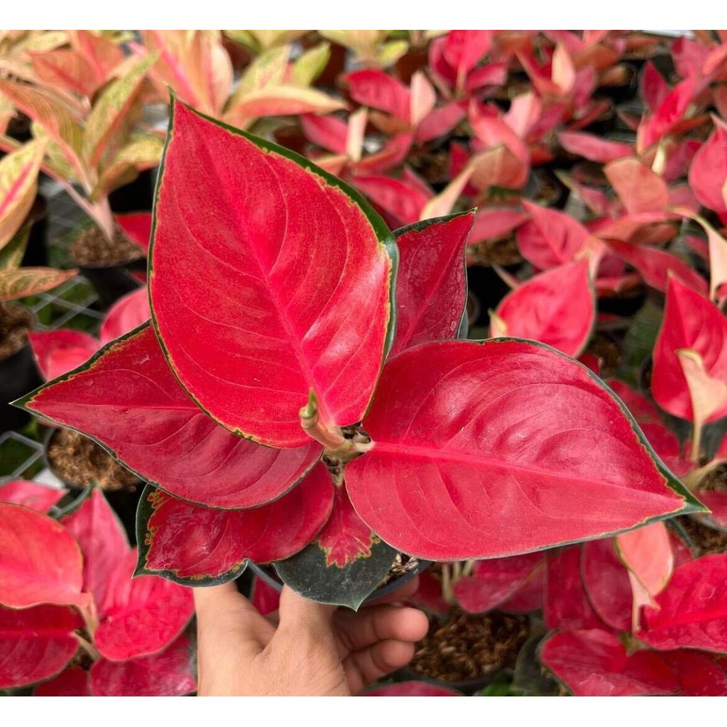 Promo bibit bonggol aglonema suksom jaipong / Aglonema merah / aglonema suksom