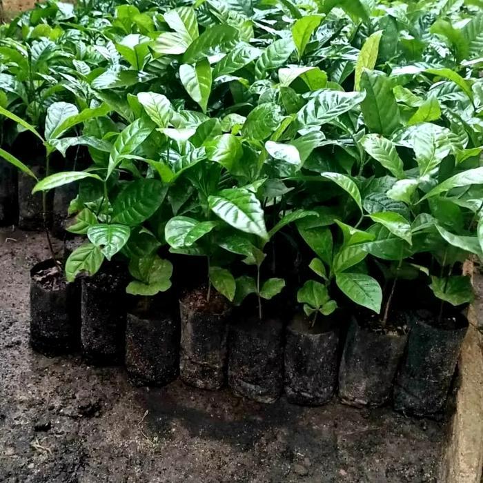 Bibit kopi Robusta unggul siap tanam 50 bibit .